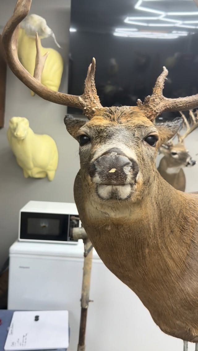 Post 5 by Managing DeerTV on Instagram (video)