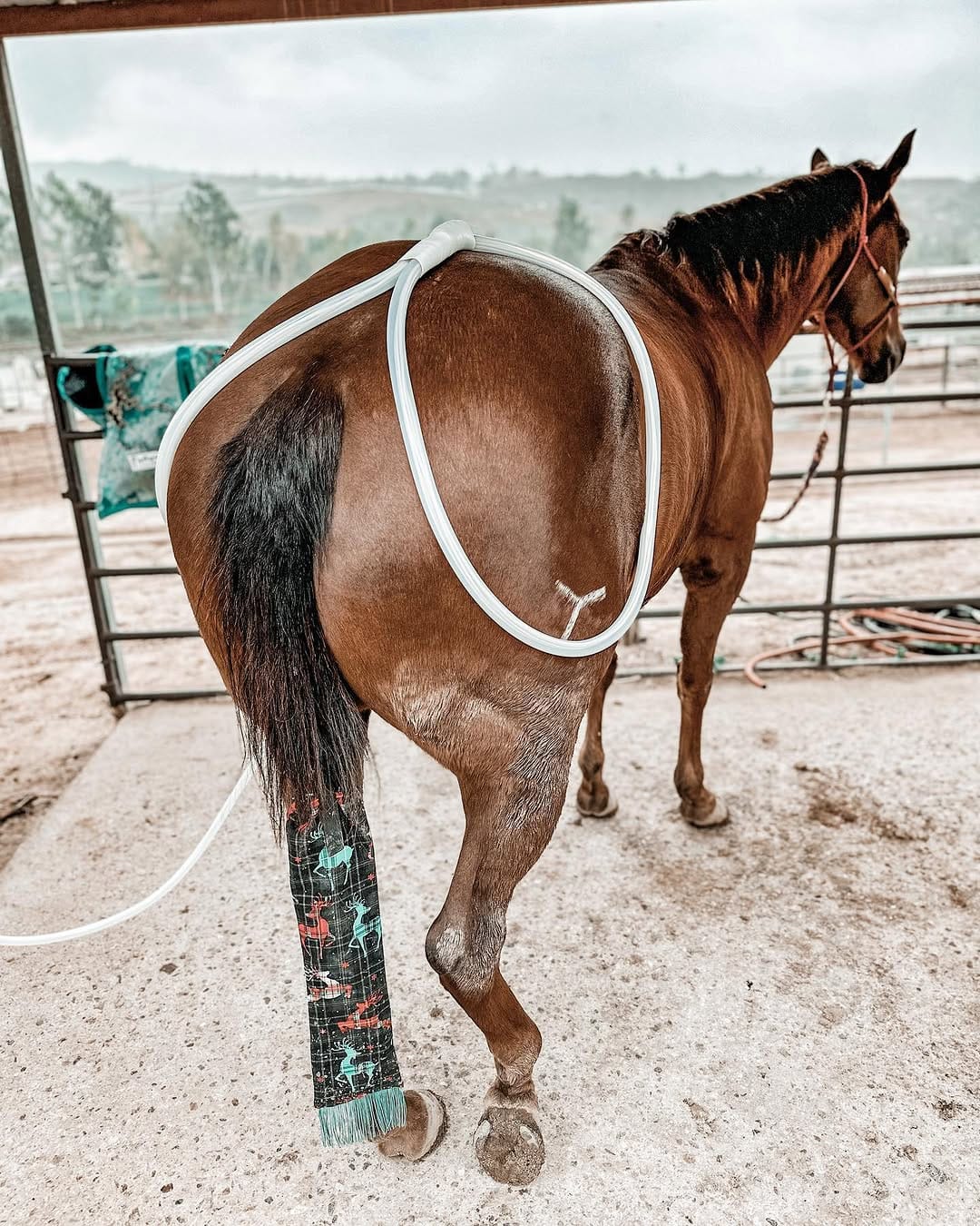 Post 5 by Courtney Reihs on Instagram (image)