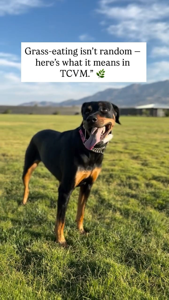 Post 8 by Holistic & Integrative Veterinary Medicine & Nutrition on Instagram (video)