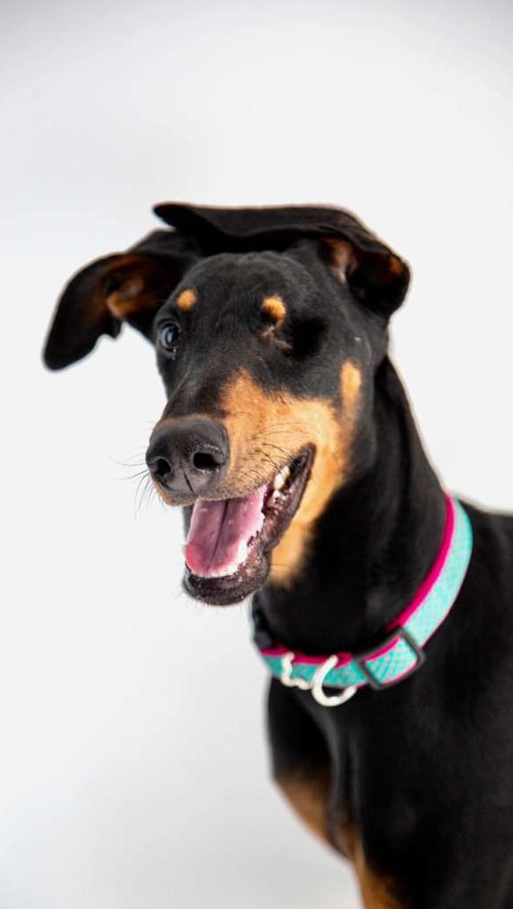 Post 1 by Holistic & Integrative Veterinary Medicine & Nutrition on Instagram (video)