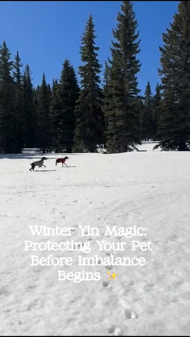 Post 6 by Holistic & Integrative Veterinary Medicine & Nutrition on Instagram (video)