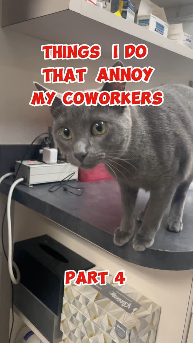 Post 10 by Dr. George  |  CFO (Chief Feline Officer) 🐱 on Instagram (video)