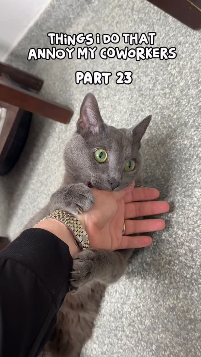 Post 4 by Dr. George  |  CFO (Chief Feline Officer) 🐱 on Instagram (video)