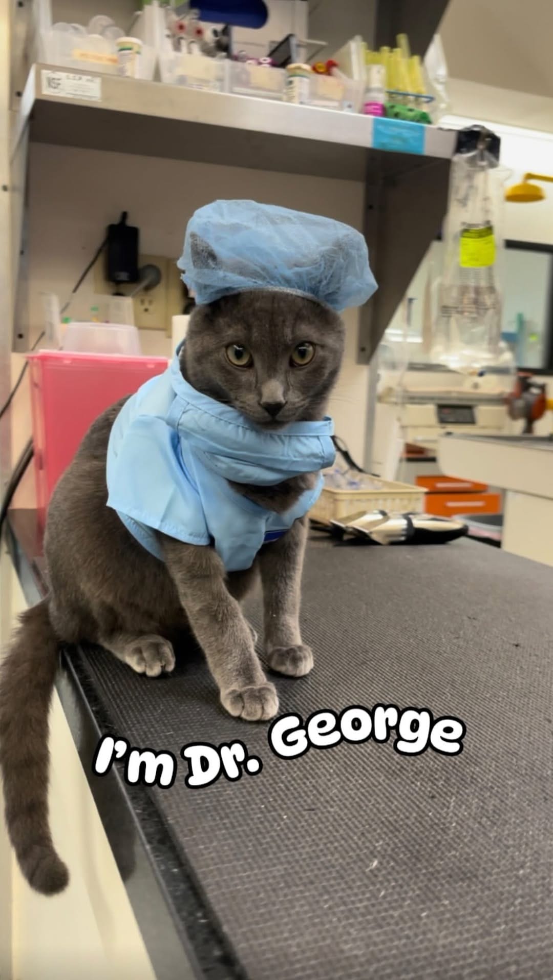 Post 8 by Dr. George  |  CFO (Chief Feline Officer) 🐱 on Instagram (video)
