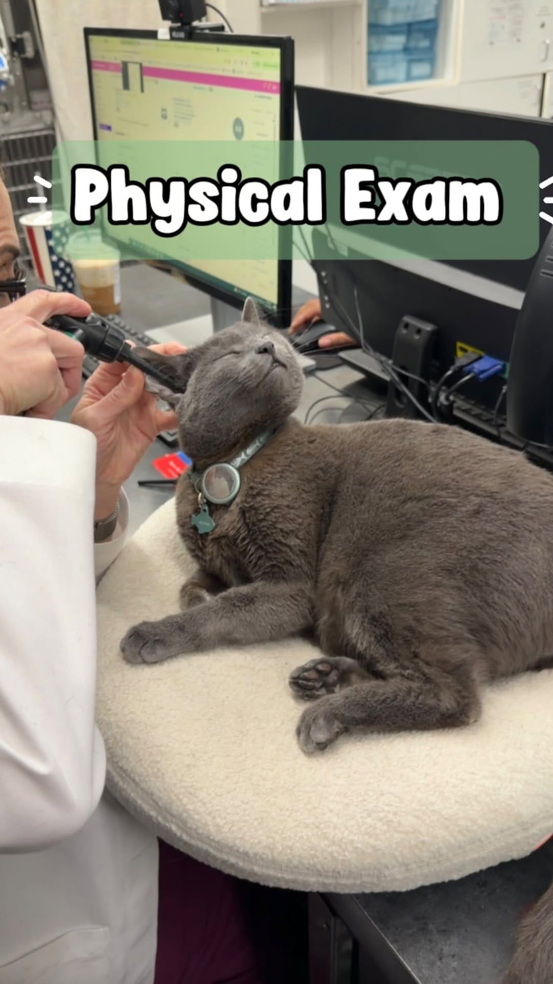 Post 7 by Dr. George  |  CFO (Chief Feline Officer) 🐱 on Instagram (video)