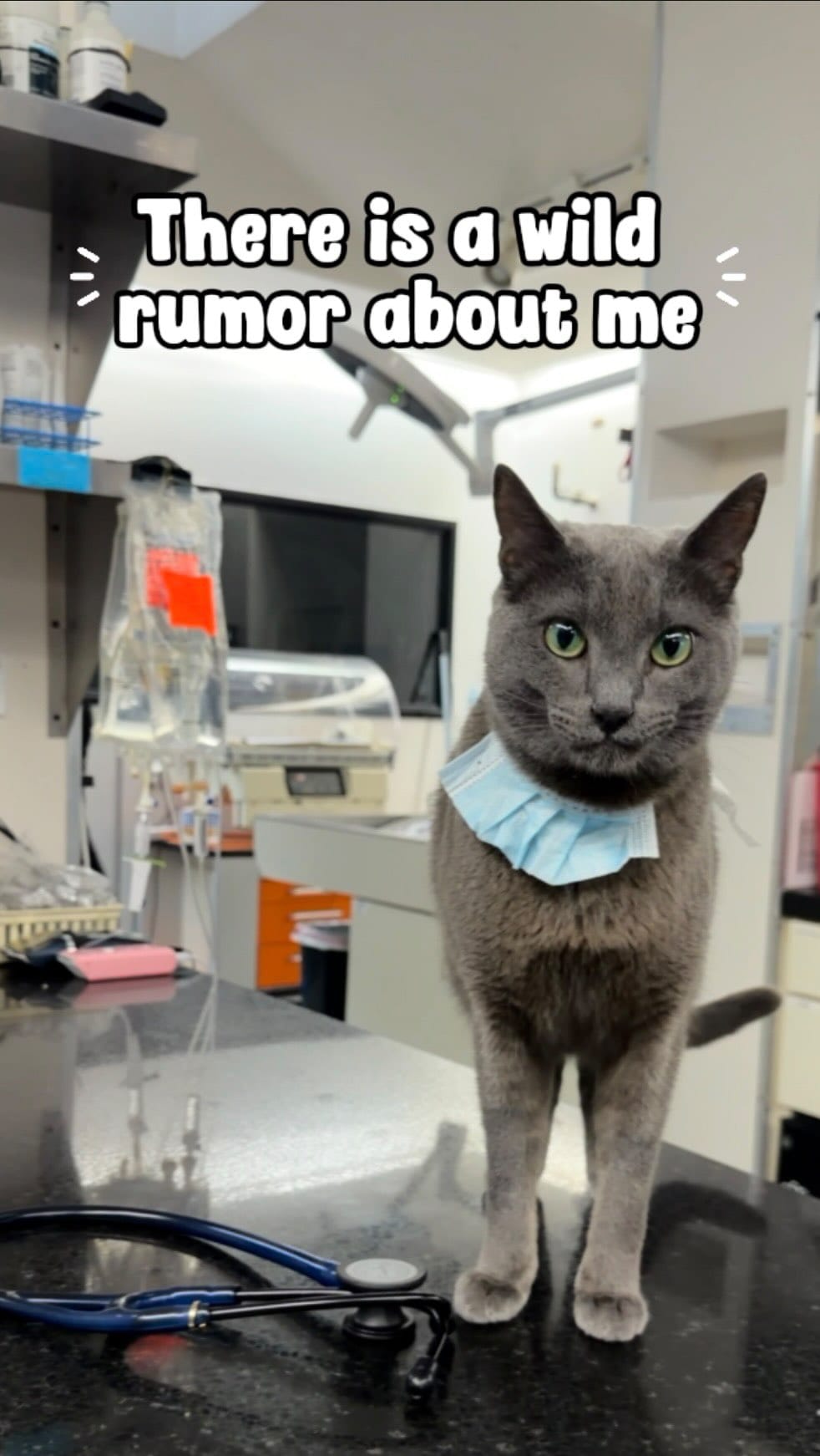 Post 1 by Dr. George  |  CFO (Chief Feline Officer) 🐱 on Instagram (video)
