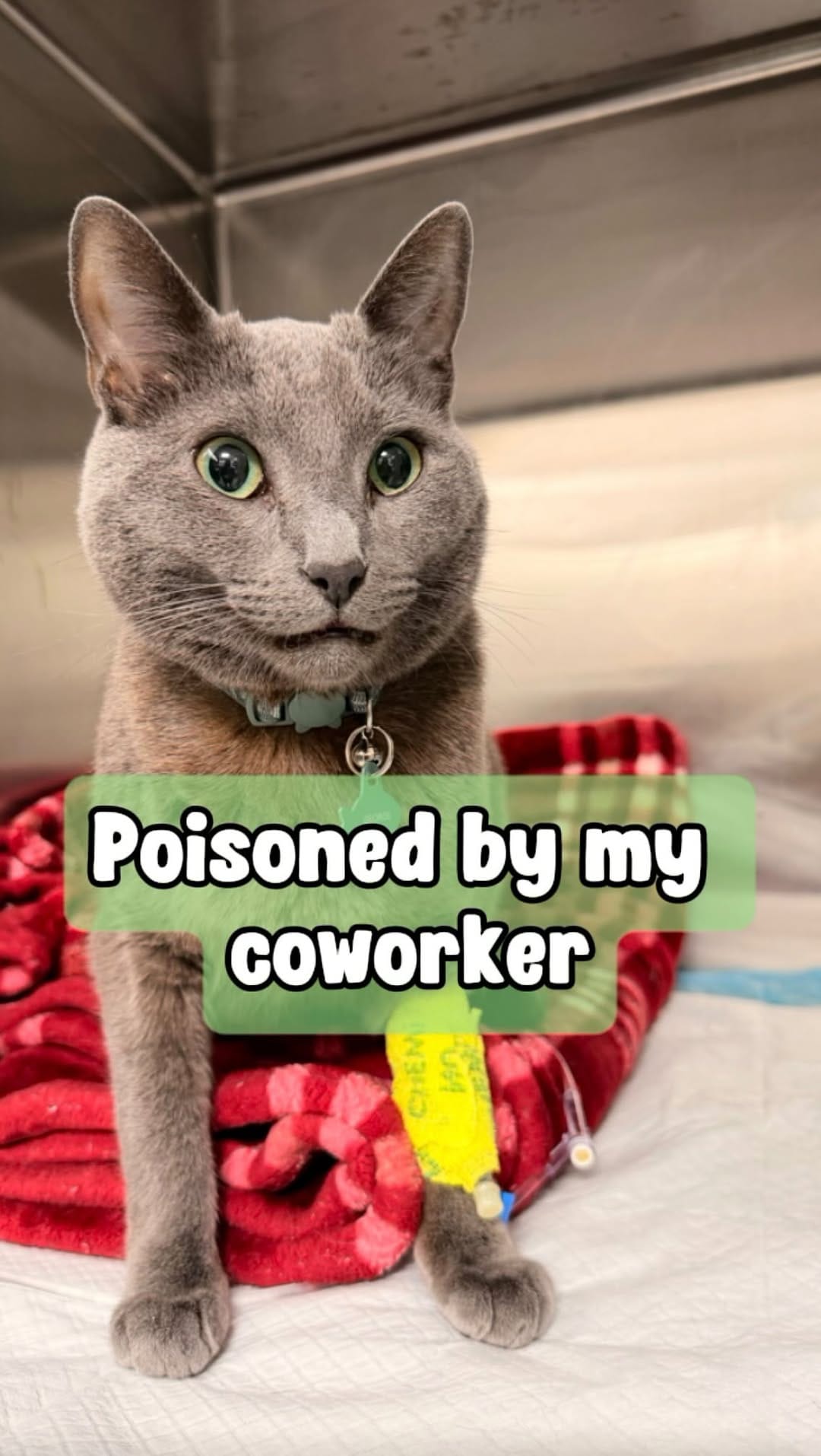 Post 3 by Dr. George  |  CFO (Chief Feline Officer) 🐱 on Instagram (video)
