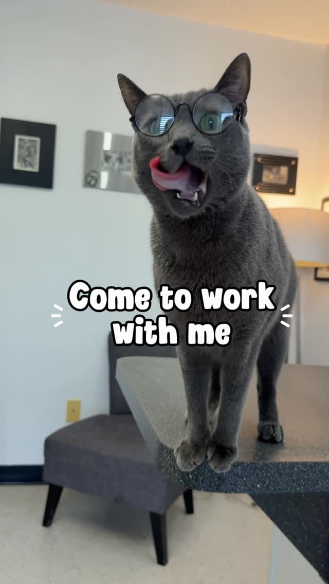 Post 2 by Dr. George  |  CFO (Chief Feline Officer) 🐱 on Instagram (video)