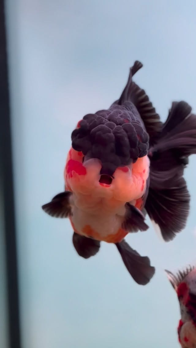 Post 8 by ChuChuGoldfish on Instagram (video)