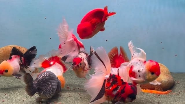 Post 7 by ChuChuGoldfish on Instagram (video)
