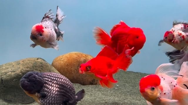 Post 4 by ChuChuGoldfish on Instagram (video)