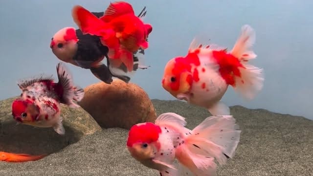 Post 1 by ChuChuGoldfish on Instagram (video)