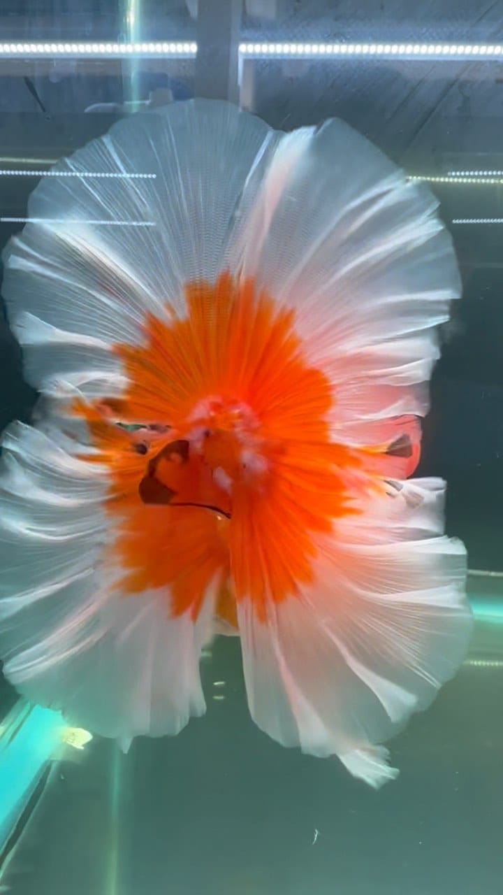 Post 9 by ChuChuGoldfish on Instagram (video)