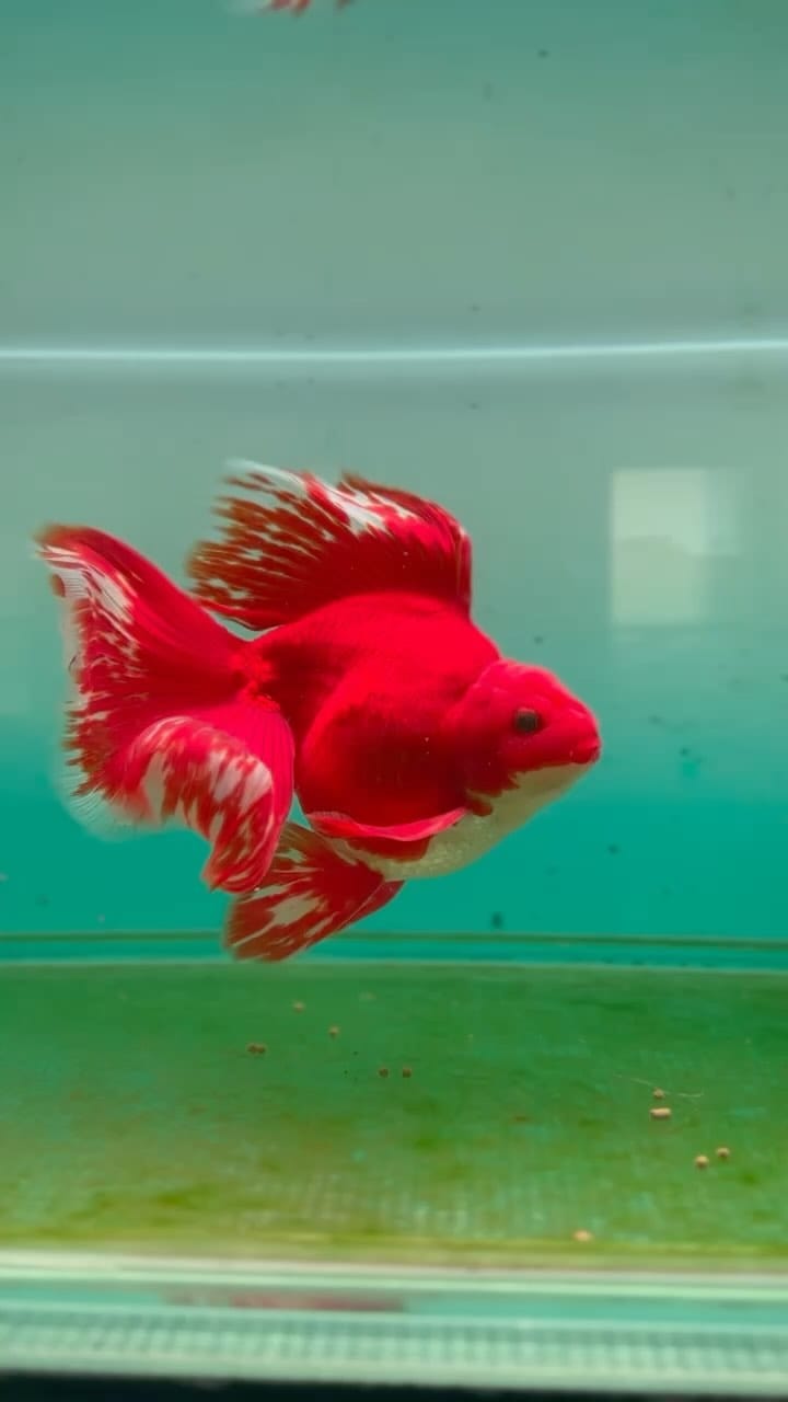 Post 10 by ChuChuGoldfish on Instagram (video)