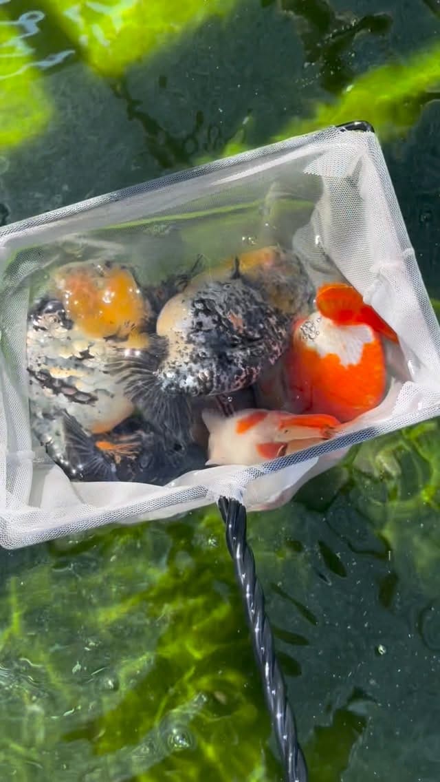 Post 3 by ChuChuGoldfish on Instagram (video)