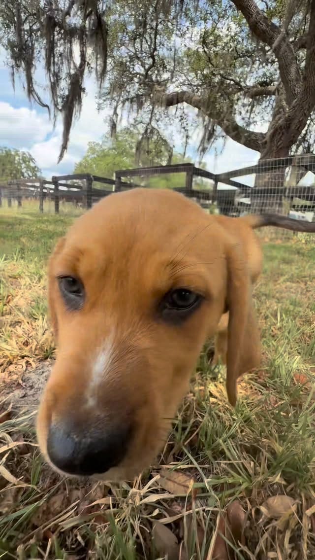 Post 10 by Danny & Ron’s Rescue on Instagram (video)
