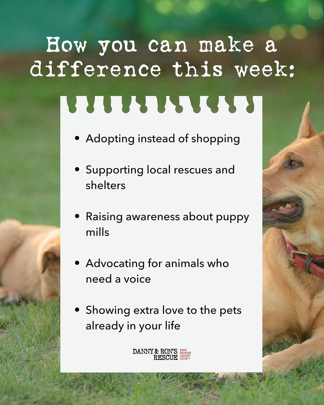 Post 8 by Danny & Ron’s Rescue on Instagram (image)