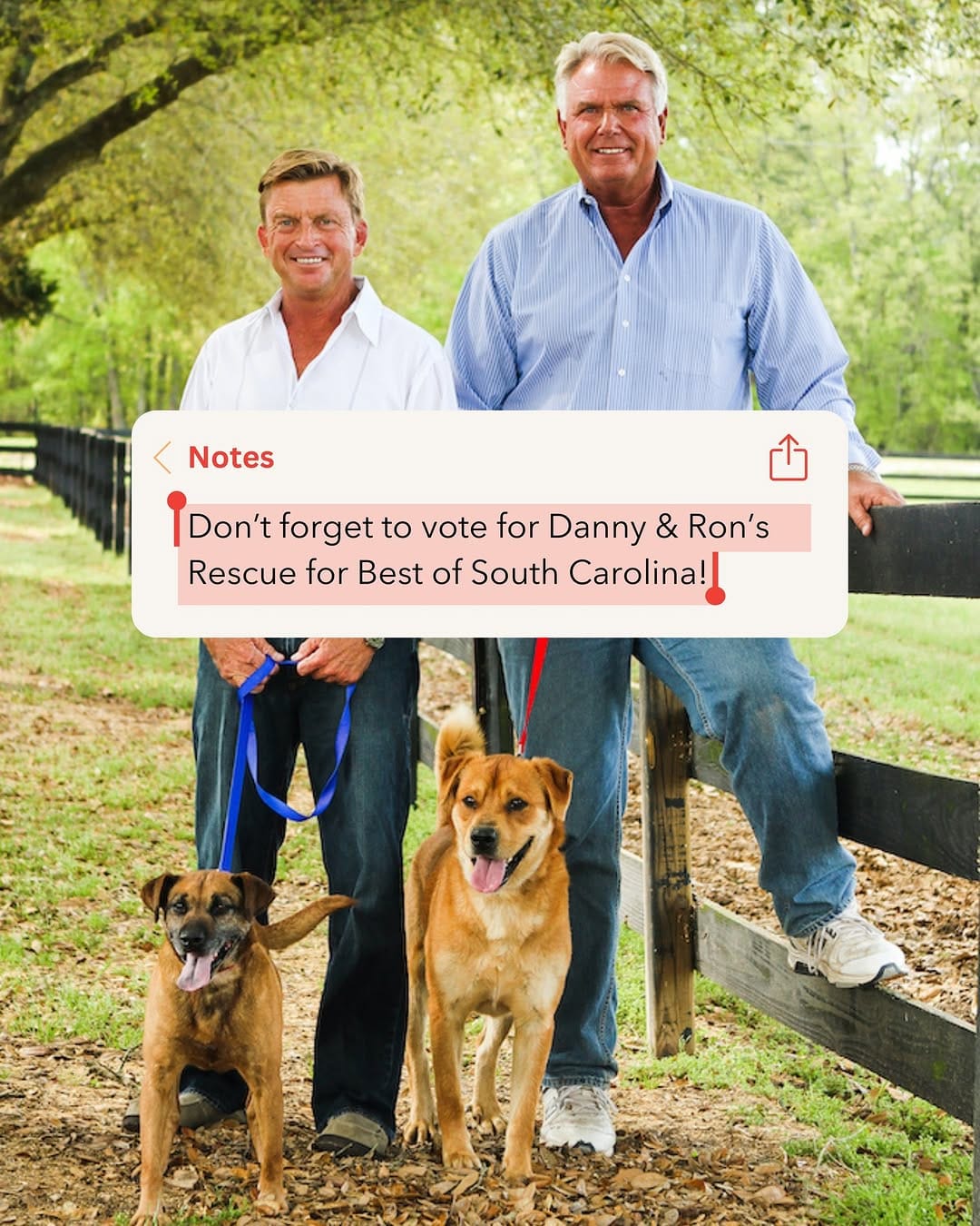Post 5 by Danny & Ron’s Rescue on Instagram (image)