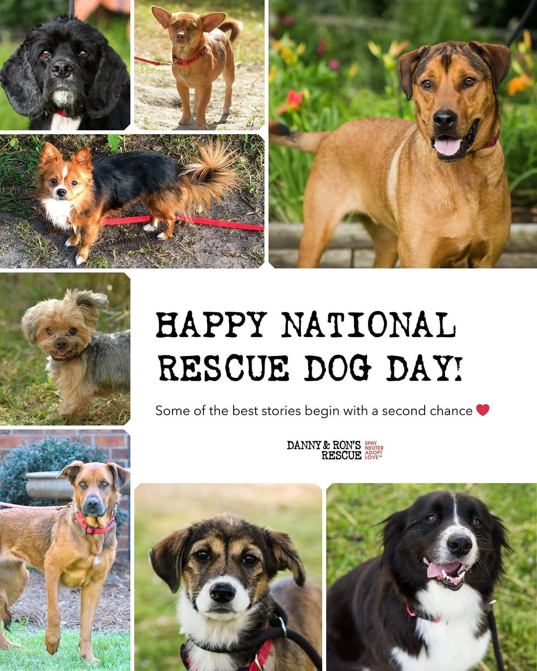 Post 4 by Danny & Ron’s Rescue on Instagram (image)