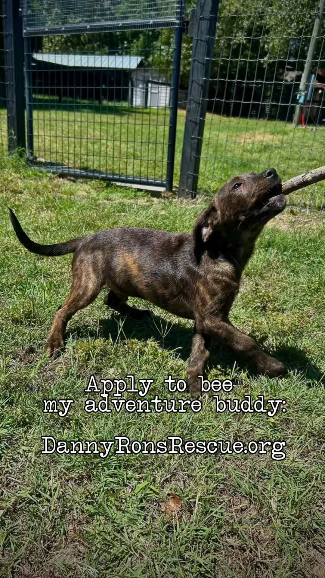 Post 2 by Danny & Ron’s Rescue on Instagram (video)