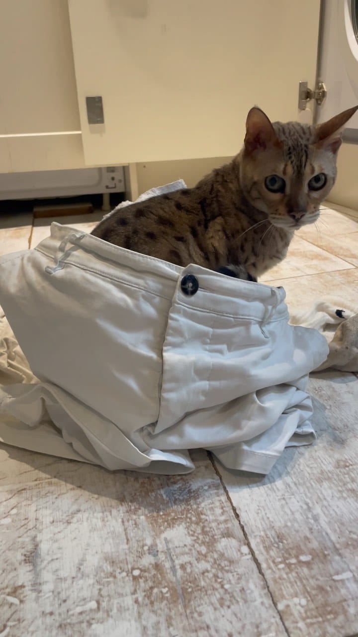 Post 4 by - Sahara Arizona Luna & Quartz on Instagram (video)