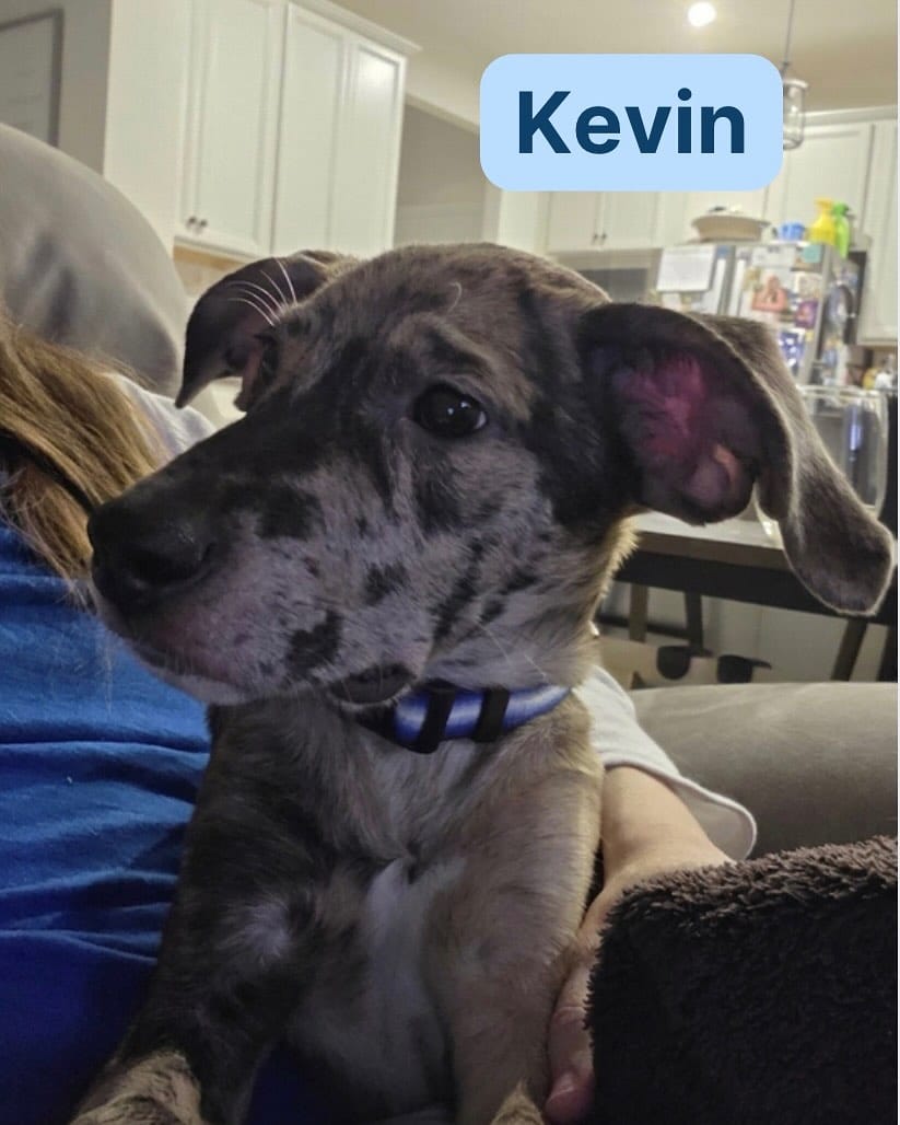 Post 8 by Stray Animal Adoption Program on Instagram (carousel)
