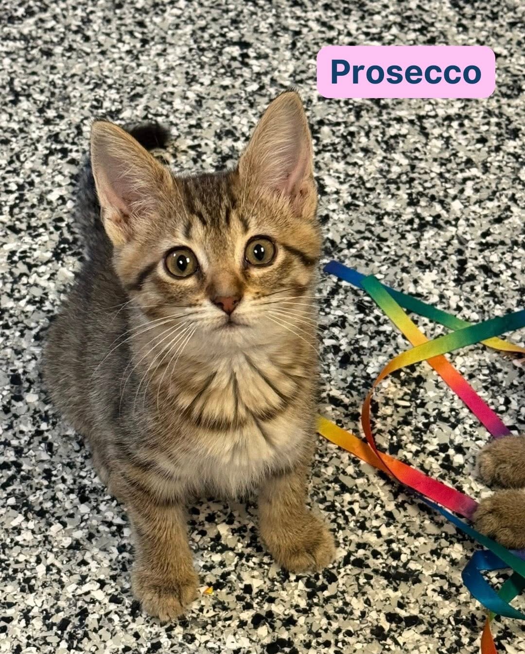 Post 3 by Stray Animal Adoption Program on Instagram (carousel)