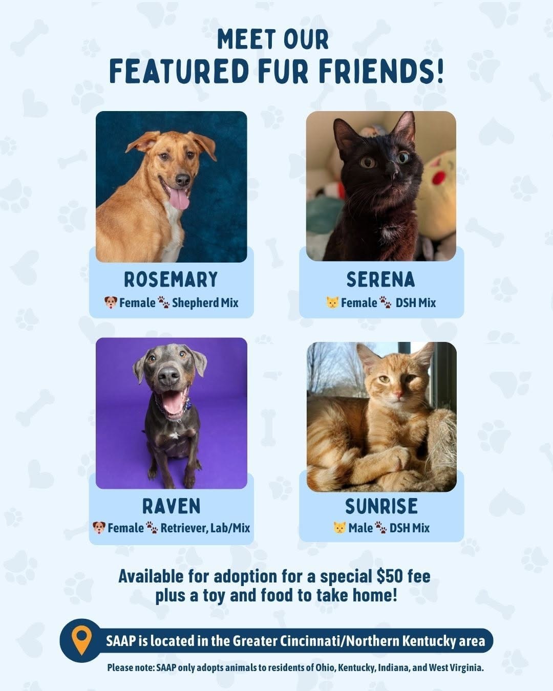 Post 9 by Stray Animal Adoption Program on Instagram (image)