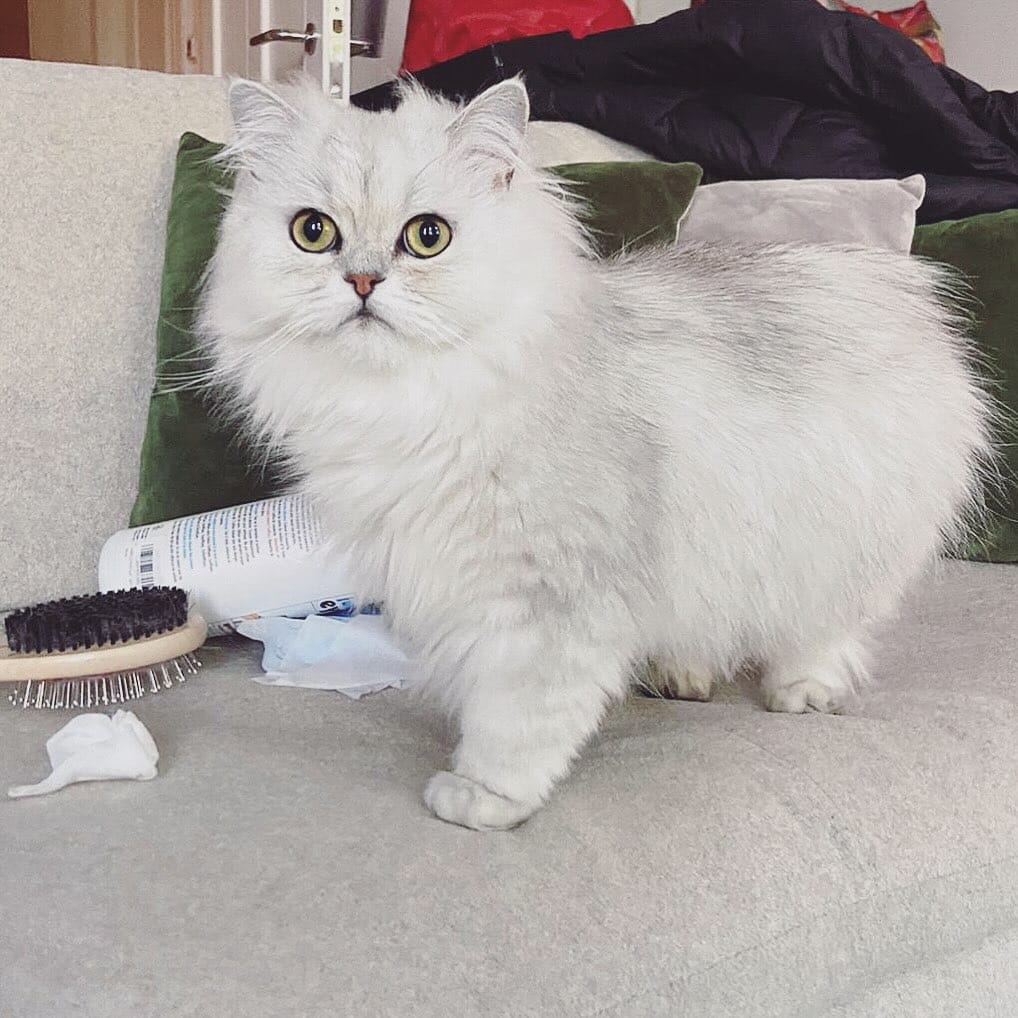 Post 3 by Teddy & Monty on Instagram (image)