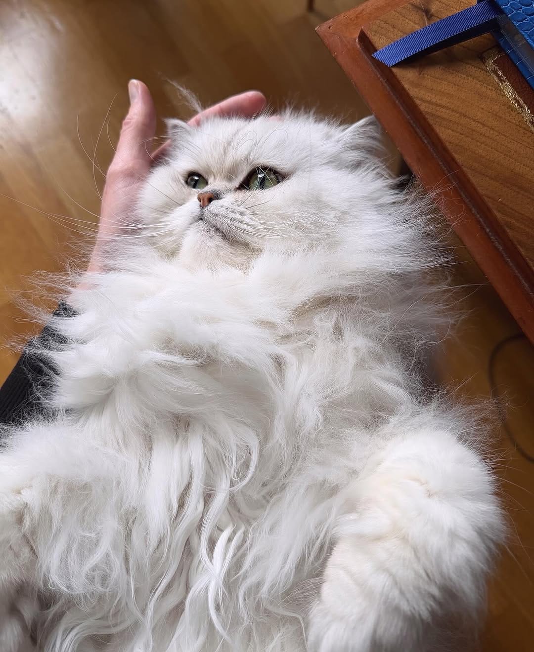 Post 4 by Teddy & Monty on Instagram (image)
