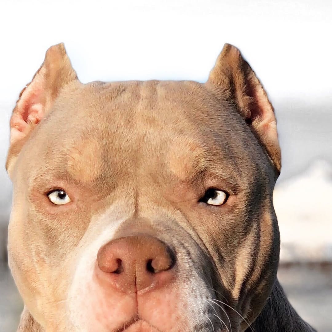 Post 2 by AZR Kennels Bully on Instagram (image)