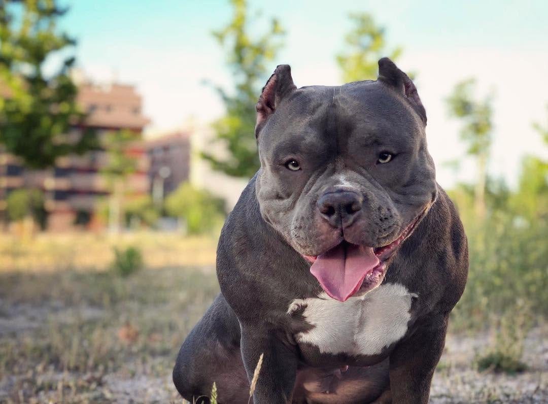 Post 10 by AZR Kennels Bully on Instagram (image)