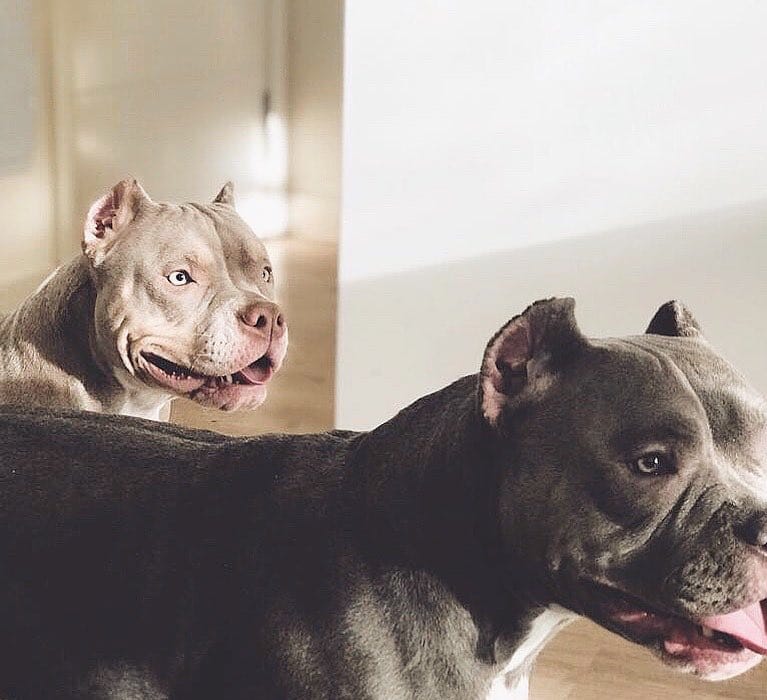 Post 9 by AZR Kennels Bully on Instagram (image)