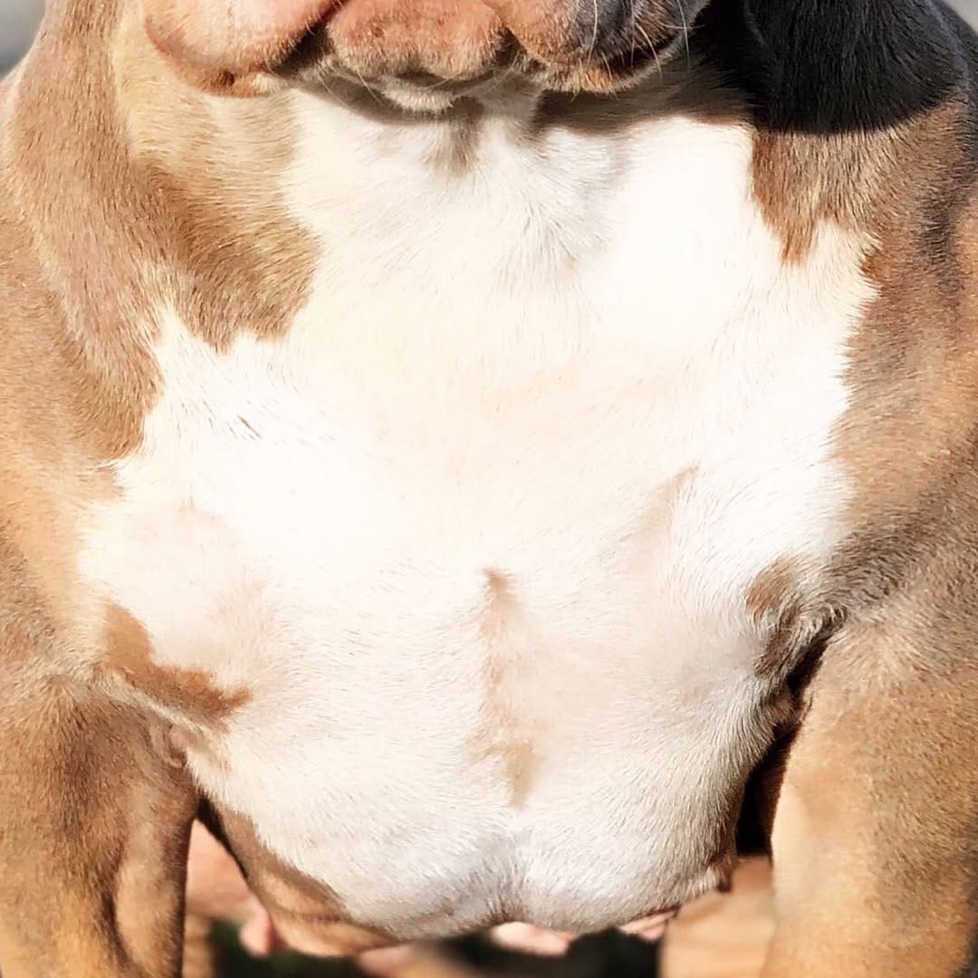 Post 5 by AZR Kennels Bully on Instagram (image)