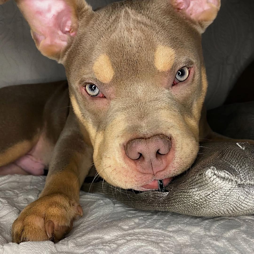 Post 7 by AZR Kennels Bully on Instagram (image)