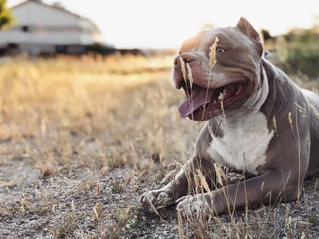 Post 8 by AZR Kennels Bully on Instagram (image)