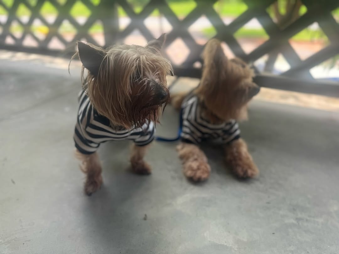 Post 7 by 🐶DUQUE - Renato Dukystênnyo on Instagram (carousel)