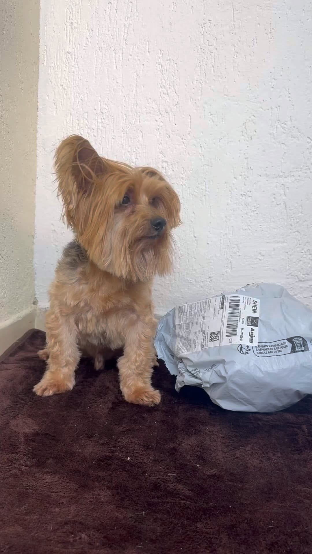 Post 9 by 🐶DUQUE - Renato Dukystênnyo on Instagram (video)