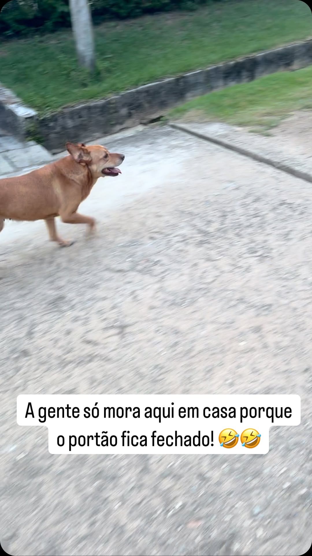 Post 6 by 🐶DUQUE - Renato Dukystênnyo on Instagram (video)