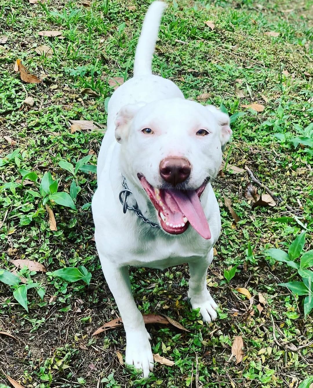Post 10 by 🐶DUQUE - Renato Dukystênnyo on Instagram (image)