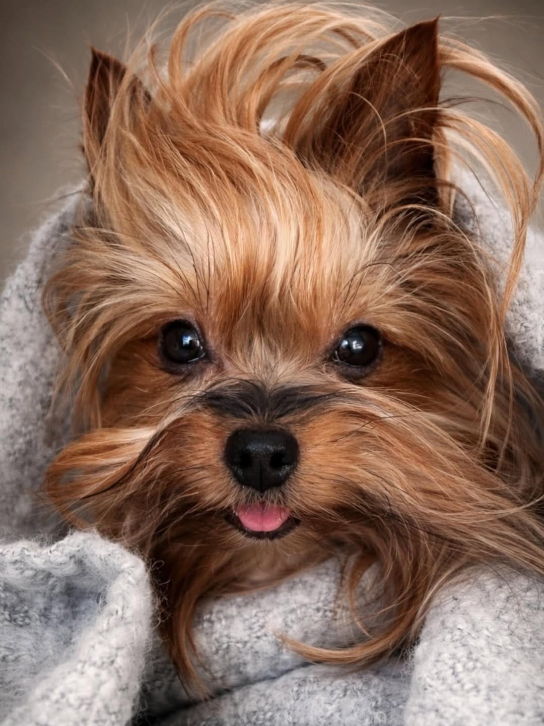 Post 6 by Mucki | Yorkie 🐾🎀 on Instagram (image)