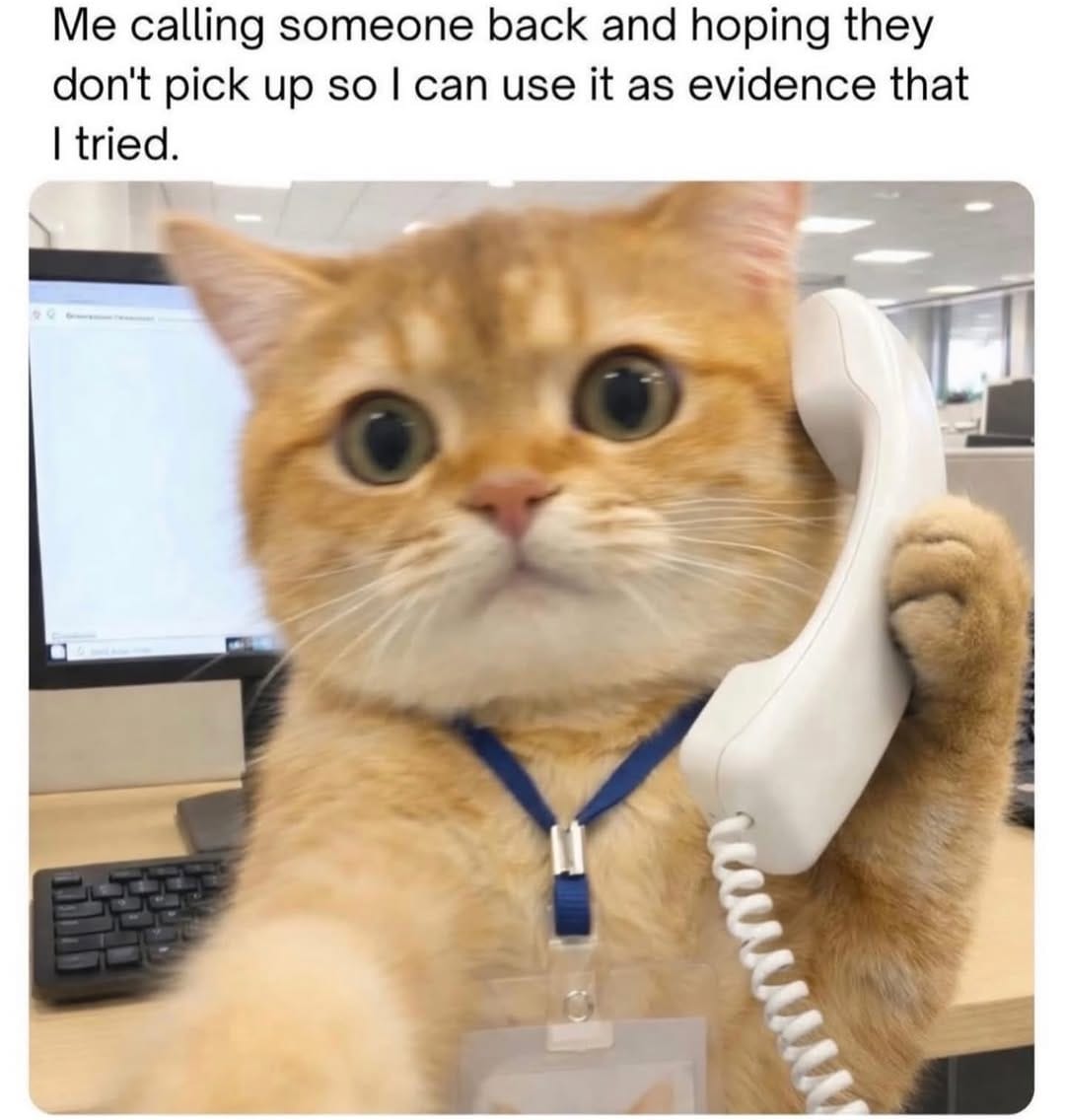 Post 5 by Meow Town on Instagram (image)