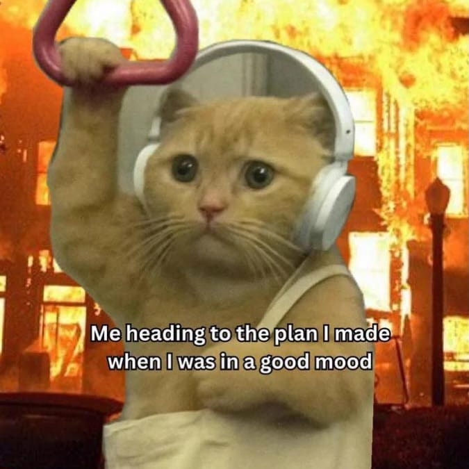 Post 4 by Meow Town on Instagram (image)