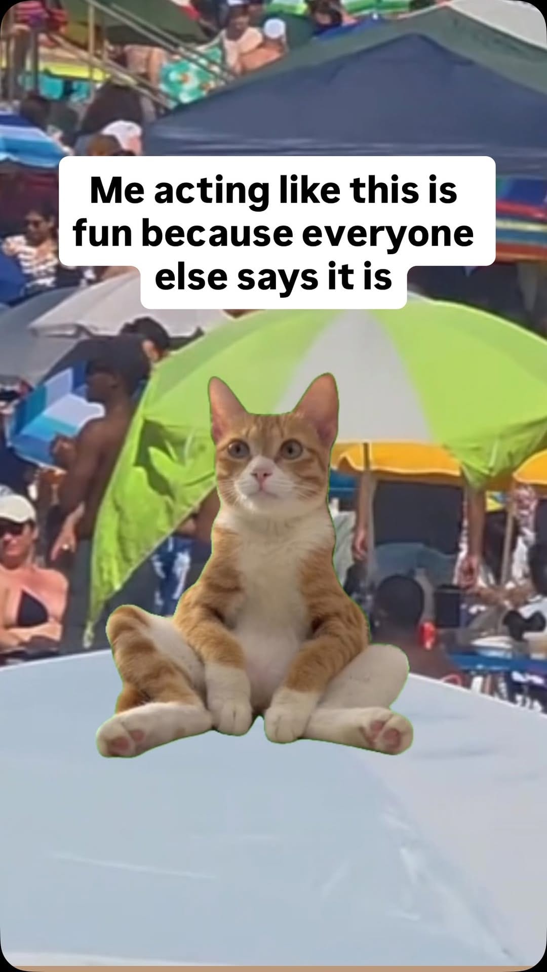 Post 3 by Meow Town on Instagram (video)