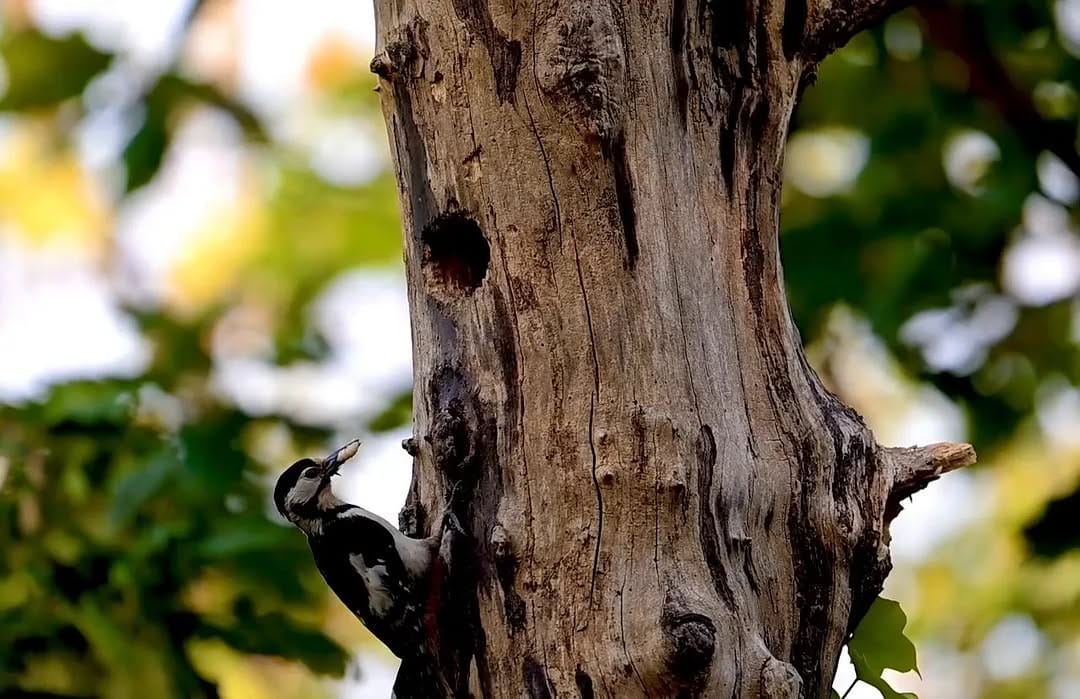 Post 1 by The Lost Gardens of Heligan on Instagram (video)