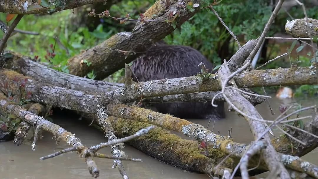 Post 10 by The Lost Gardens of Heligan on Instagram (video)