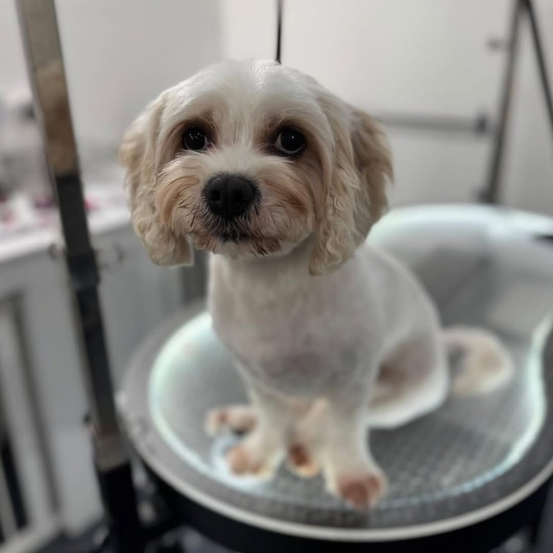 Post 5 by Shampooch Grooming on Instagram (carousel)