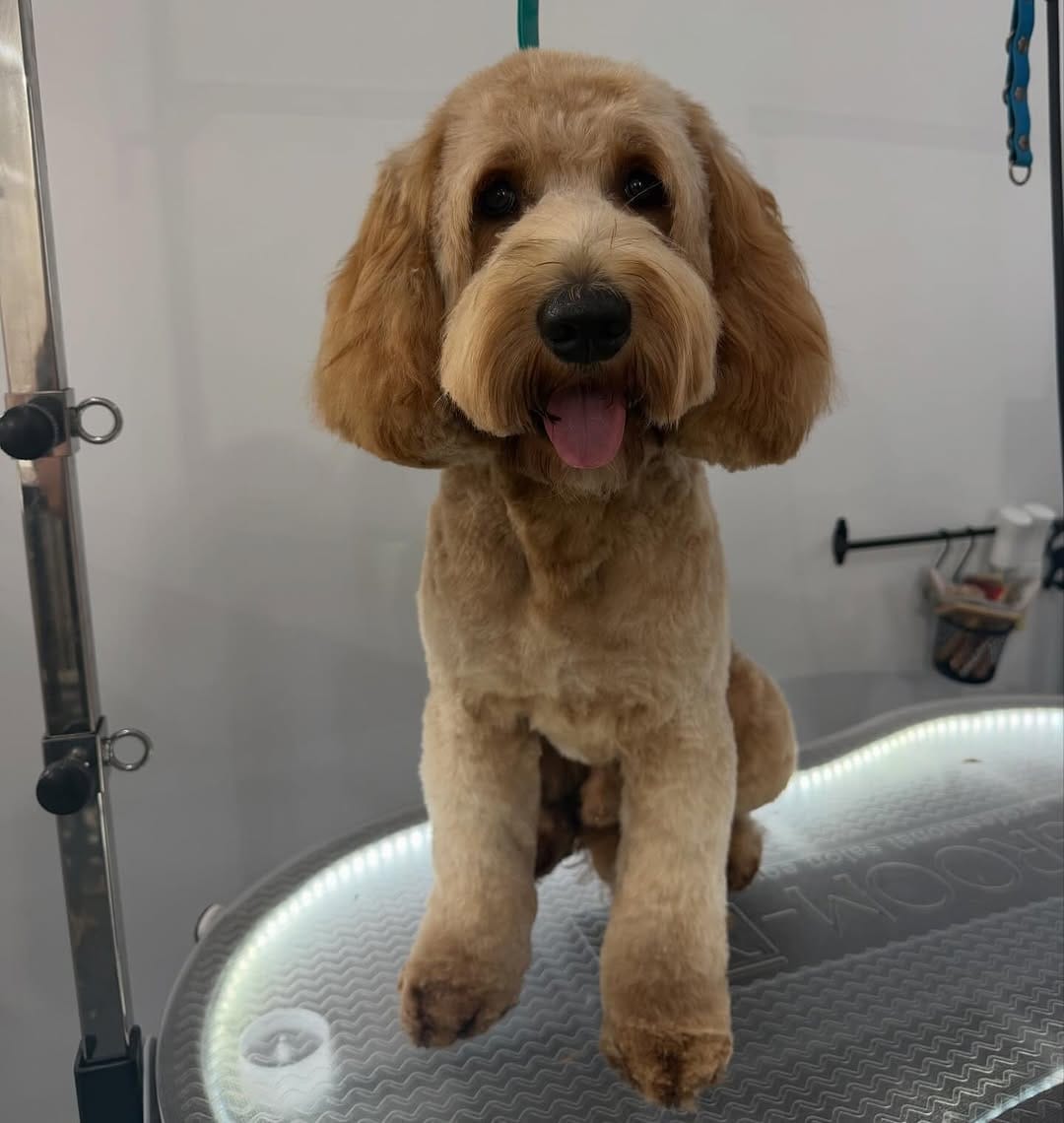 Post 4 by Shampooch Grooming on Instagram (carousel)