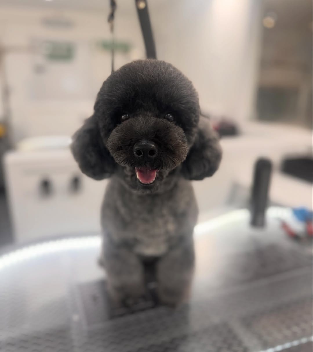 Post 2 by Shampooch Grooming on Instagram (image)