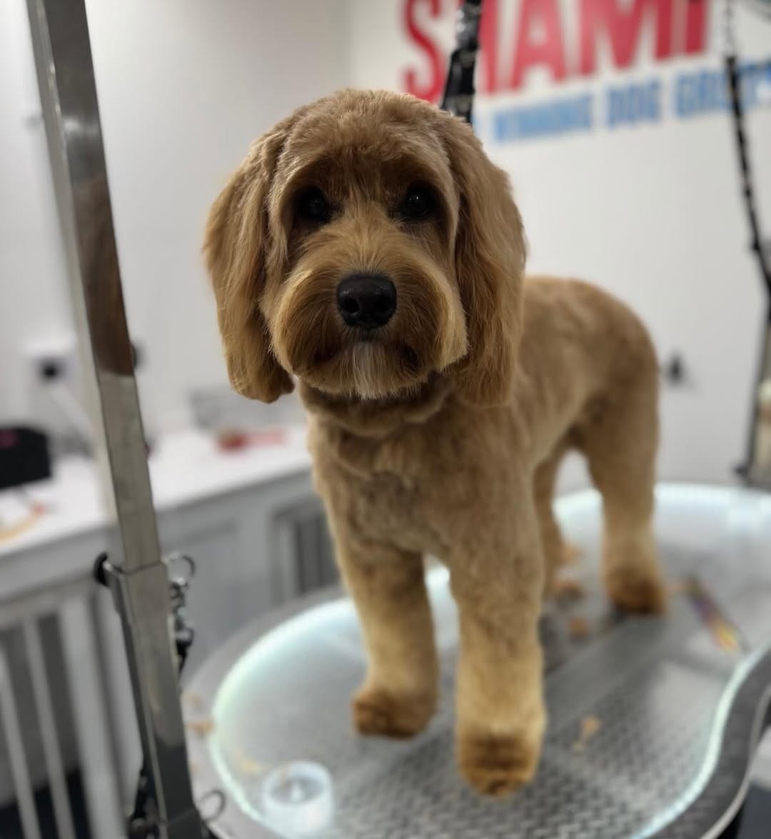 Post 3 by Shampooch Grooming on Instagram (carousel)